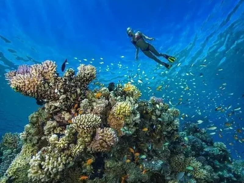 cheap diving trip hurghada coral reef