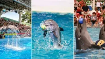 cheap dolphin house tour hurghada booking
