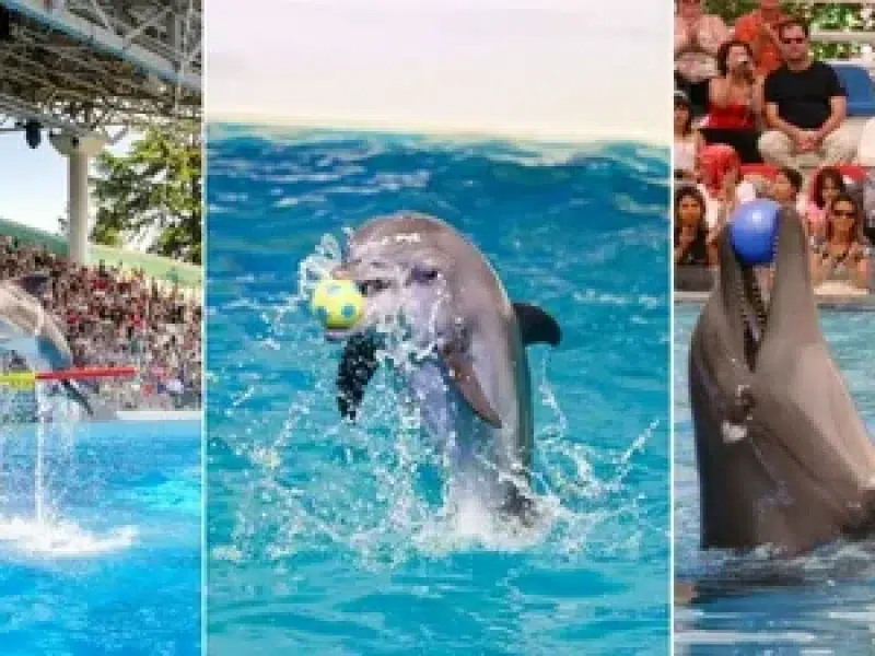 Dolphin world Egypt show: