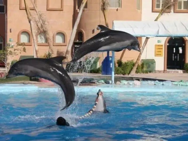 Family Dolphin Show Hurghada Price