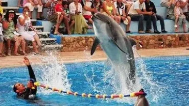cheap dolphin show hurghada tickets online