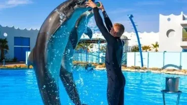 cheap dolphin show hurghada tickets online