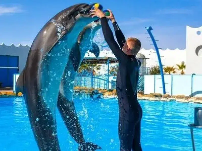 cheap dolphin show hurghada tickets online