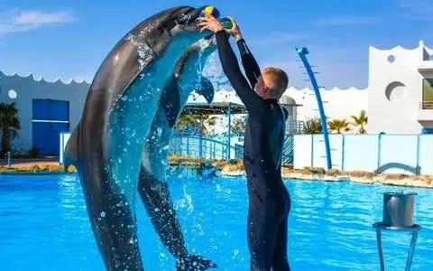 Hurghada dolphin world tickets