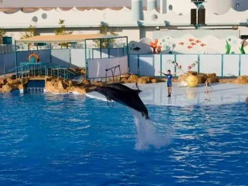 cheap dolphin show hurghada tickets online