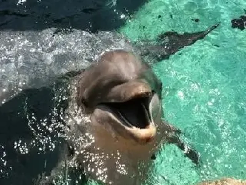book dolphin show hurghada tickets