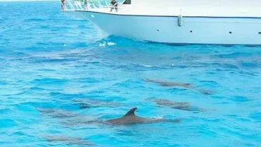 dolphin house red sea snorkeling experience