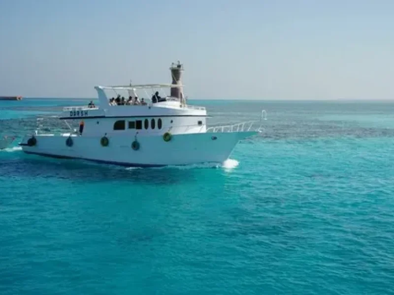 dolphin house red sea snorkeling experience