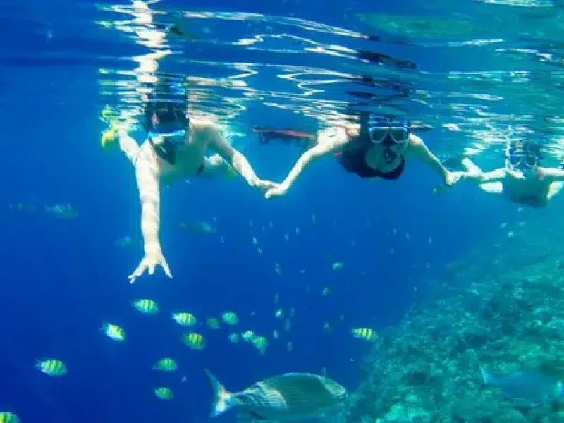 dolphin house red sea snorkeling experience