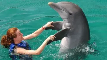dolphin house snorkeling and lunch hurghada