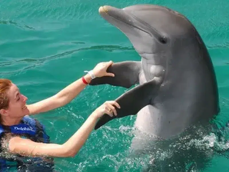 dolphin house snorkeling and lunch hurghada