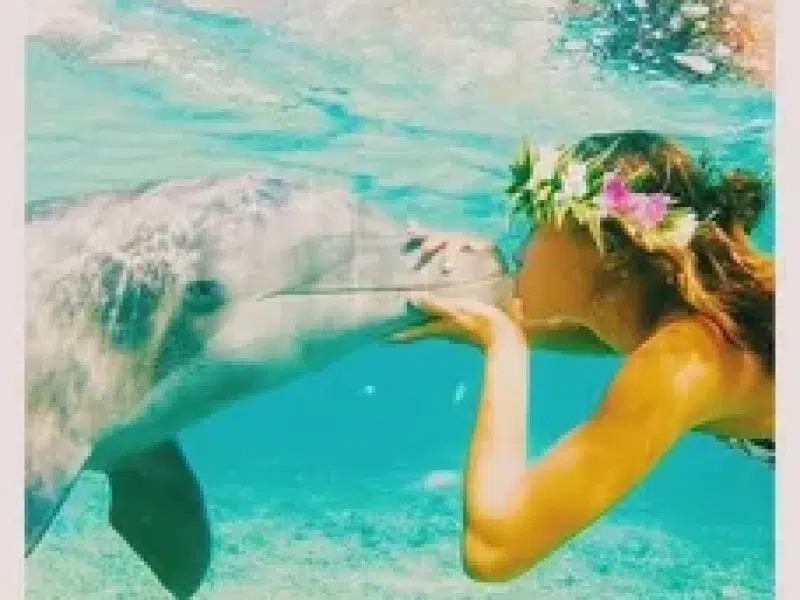 dolphin house snorkeling and lunch hurghada