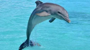 Swim with dolphins Hurghada: