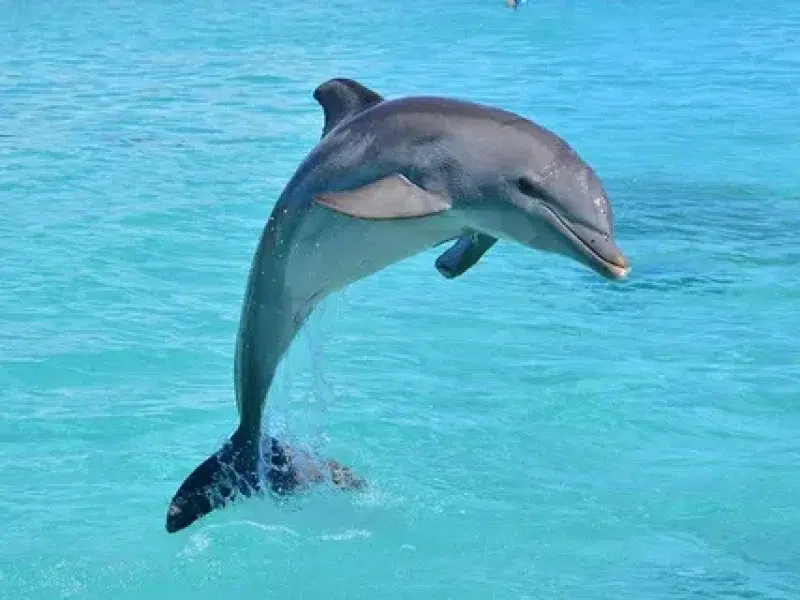 dolphin house snorkeling and lunch hurghada