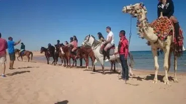 Hurghada Guided Tours
