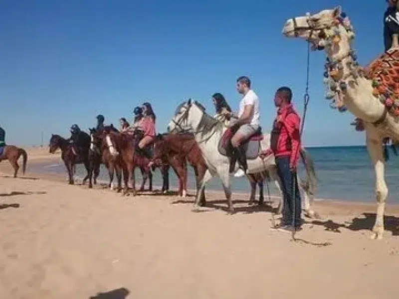 family horse riding hurghada beginner friendly