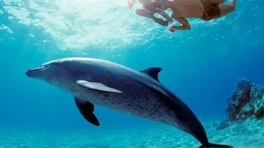Swim with wild dolphins Egypt