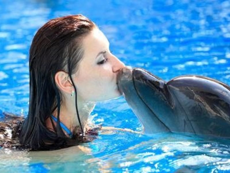 hurghada dolphin house swimming dolphins