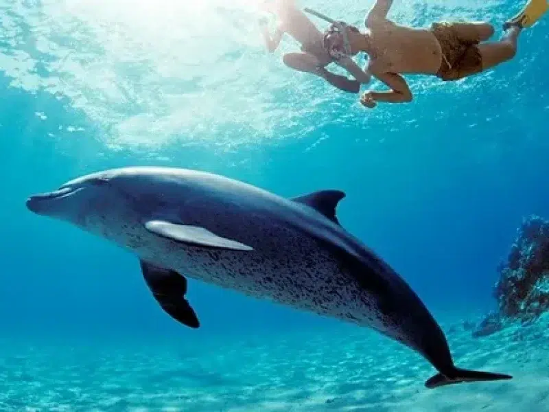hurghada dolphin house swimming dolphins