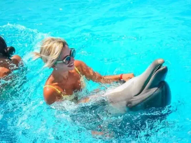 hurghada dolphin house swimming dolphins