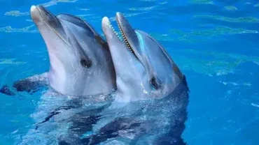 Hurghada Dolphin Show Price