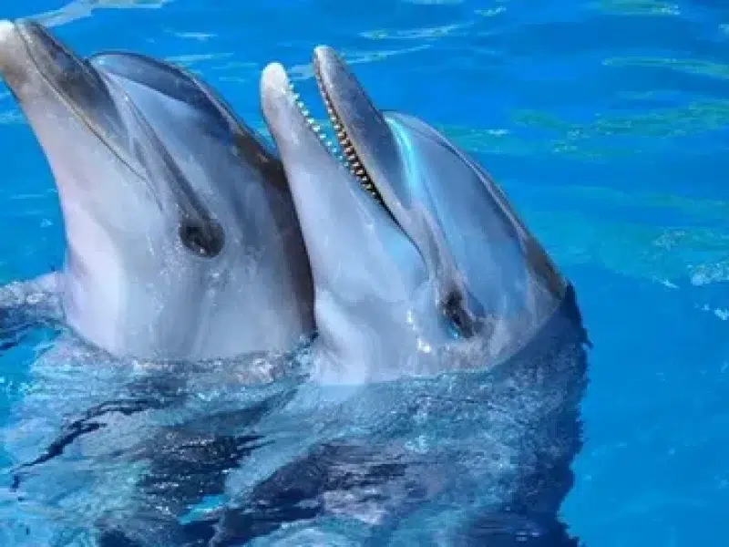 marine life dolphin house hurghada trip