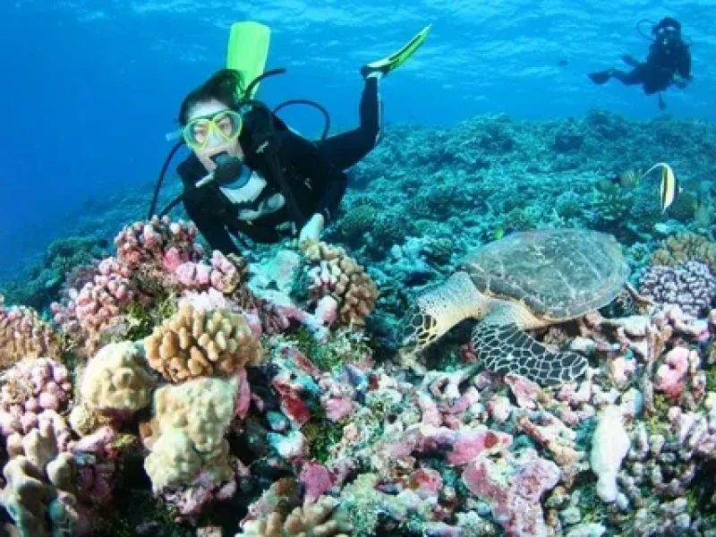 Red Sea Snorkeling Tours: