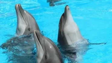Dolphin world Egypt show: