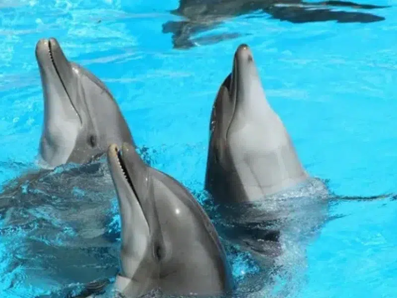 private dolphin house hurghada excursion