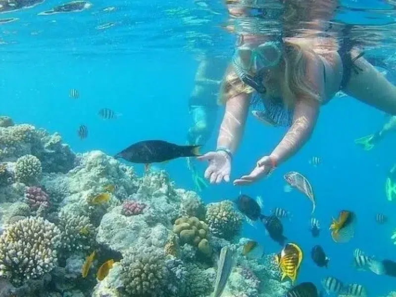 private snorkeling sharm el naga tour