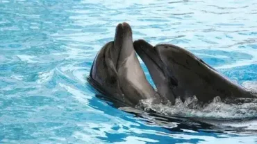Dolphin show Hurghada