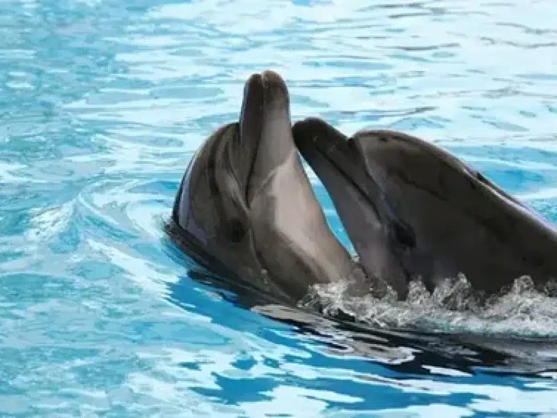 watch dolphin show hurghada red sea