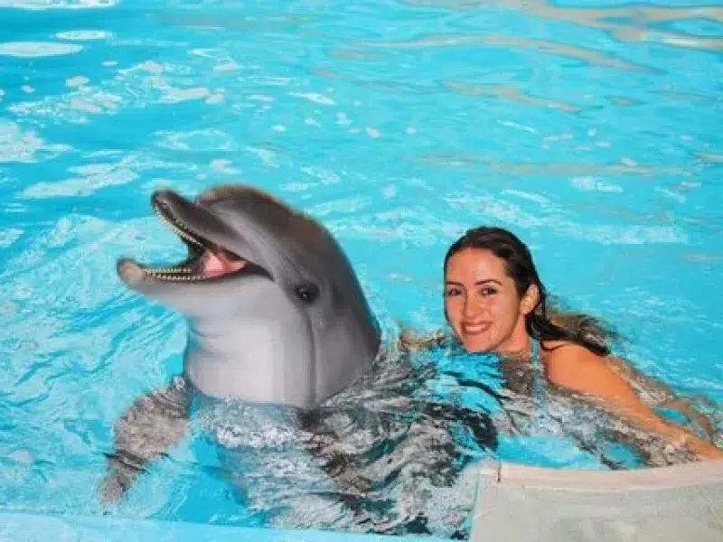 watch dolphin show hurghada red sea