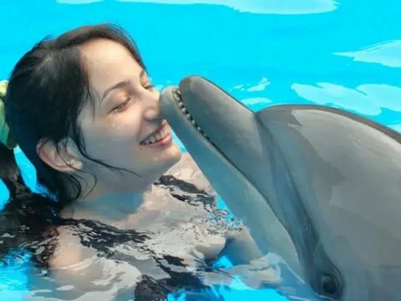 watch dolphin show hurghada red sea